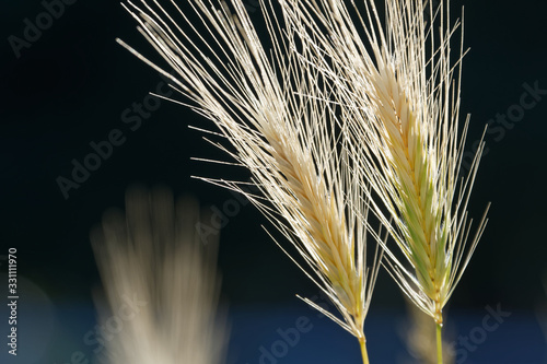 Photography Bearded Wheat seeds Backlit by the Sun.