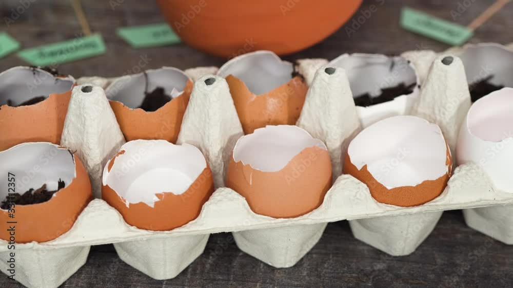 Step by step. Plantings seeds in eggshells and labeling them with small plant tags.