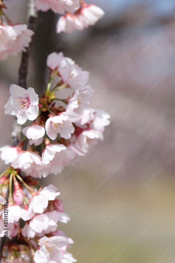 桜　サクラ　　さくら