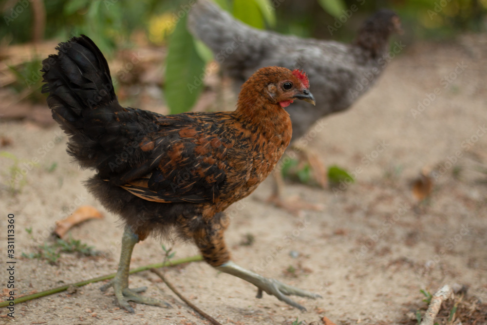 The walking rhythm of the female hen.