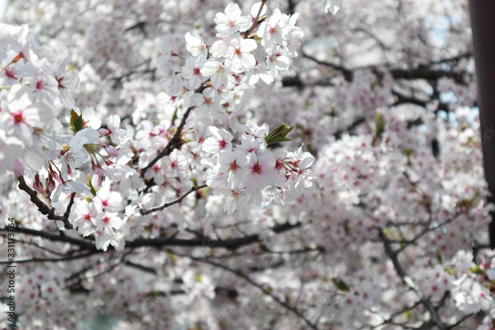 桜 サクラ さくら 桜 サクラ さくら