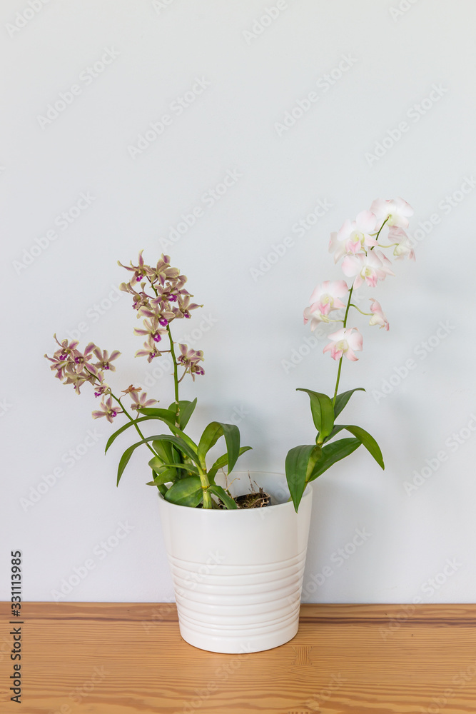 Fototapeta premium Orchid flowers in a white pot on a wooden table and in a white background