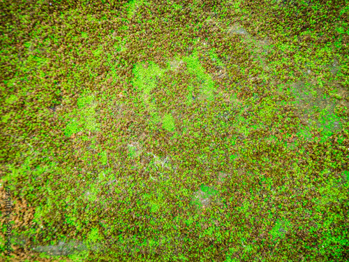 Floor with green moss texture in the forest