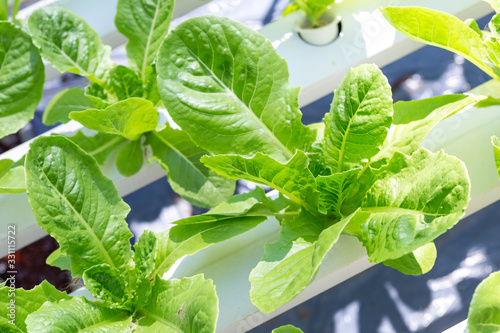 Young green lettuce growning in hydroponic farm, outdoor day light, new agriculture system photo