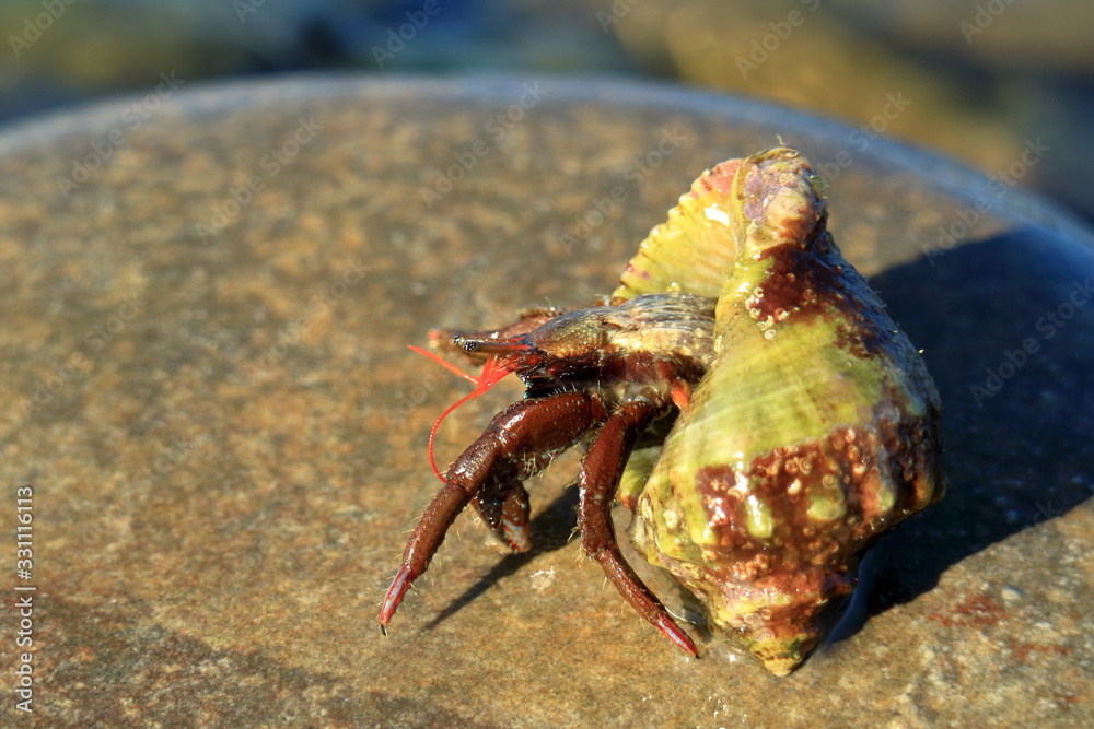 hermit crab always carries her house with her. He does not need to think where to sleep or where to hide.