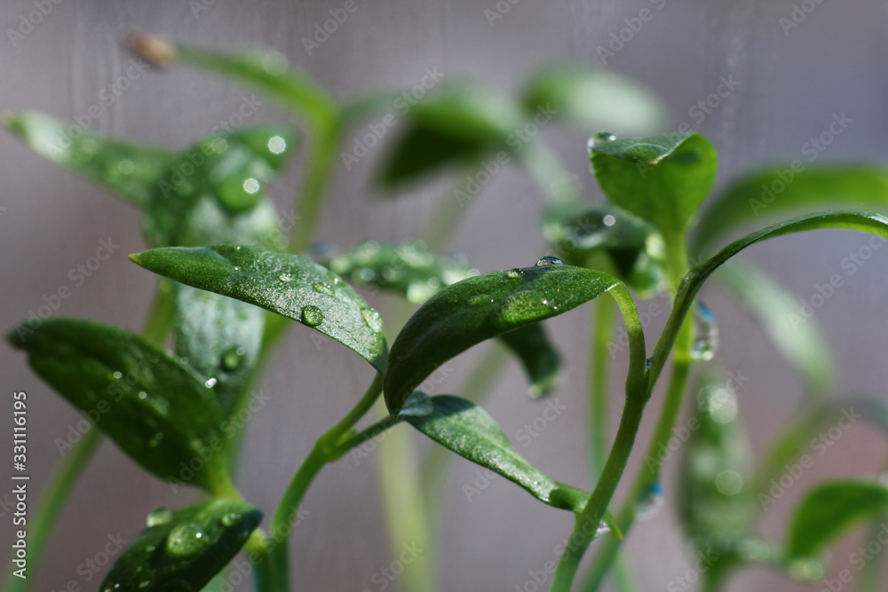 young pepper seedlings close up in water drops reflecting the sun's rays young pepper seedlings close up in water drops reflecting the sun's rays