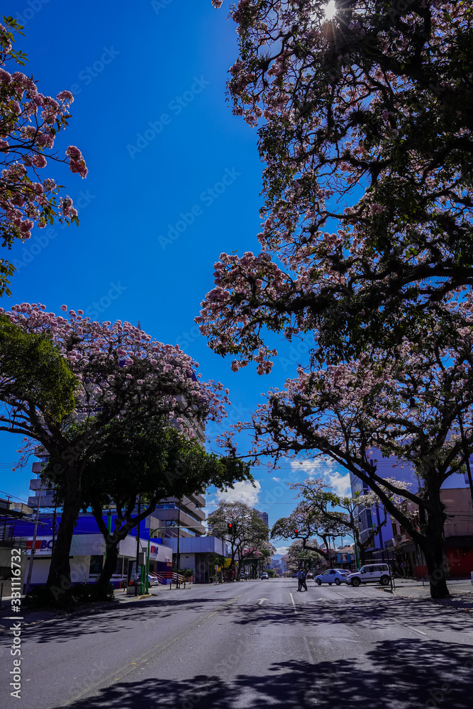 Obraz premium Beautiful aerial view of the cherry blossom trees in San Jose Costa Rica, with the streets empty due to the corona virus