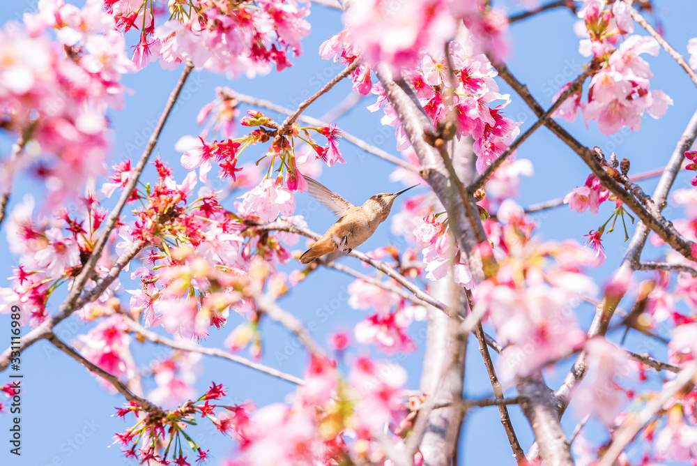 Flying humming bird eating flower nectar from a cherry blossom tree.