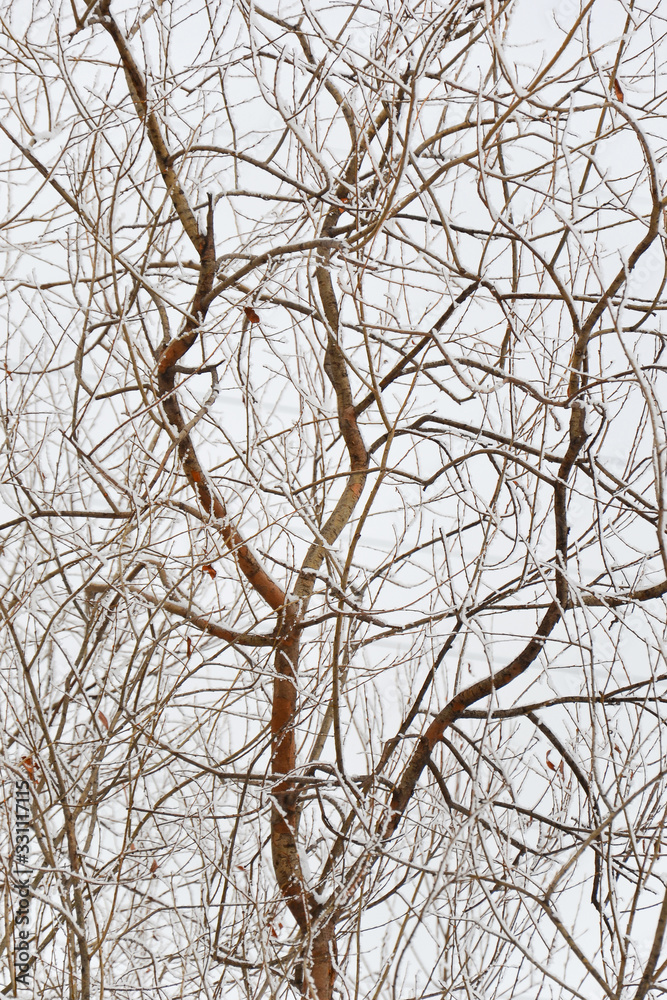 Bare branches of an old willow covered with snow on a light gray background Bare branches of an old willow covered with snow on a light gray background
