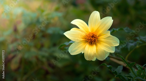 yellow flower in the garden