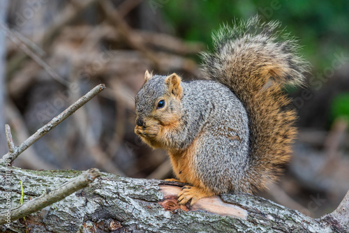Tableau sur toile A ground squirrel feeds on a large pecan