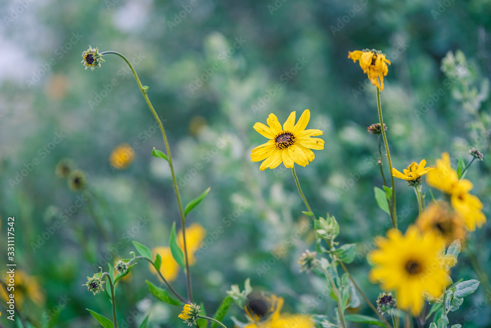 Fototapeta Coastal Sunflowers at Dusk