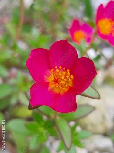 Red Mose Ross flower isolated in home garden. Use as a Background. Selective Focus