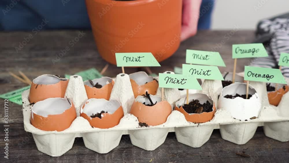 Step by step. Plantings seeds in eggshells and labeling them with small plant tags.