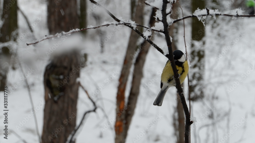 great tit on a branch great tit on a branch