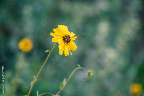 Coastal Sunflowers at Dusk