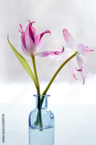 Still life with withered pink-white tulips in a glass vase. Incomplete focus