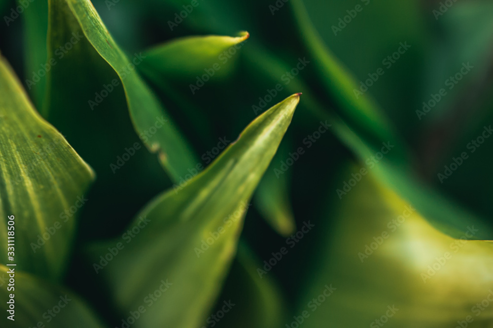 here are many green leaves. a very simple creative photo that can be used as a background image. the leaves are vibrant and very beautiful. the leaves can be found in a garden and look very organic. here are many green leaves. a very simple creative photo that can be used as a background image. the leaves are vibrant and very beautiful. the leaves can be found in a garden and look very organic.