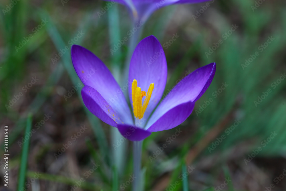 Crocus (plural: crocuses or croci) is a genus of flowering plants in the iris family. Flowers close-up on a blurred natural background. The first spring flower in the garden Crocus (plural: crocuses or croci) is a genus of flowering plants in the iris family. Flowers close-up on a blurred natural background. The first spring flower in the garden