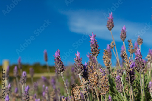 Brazilian lavender flowers (2)