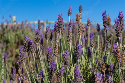 Brazilian lavender flowers