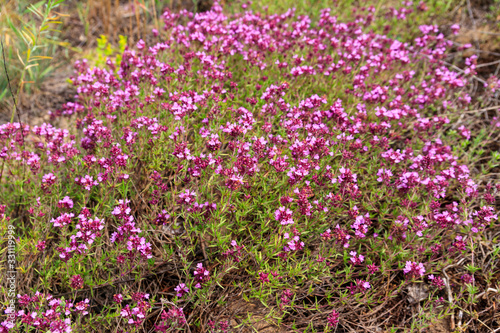 Purple wild thyme flowers on a meadow © olyasolodenko