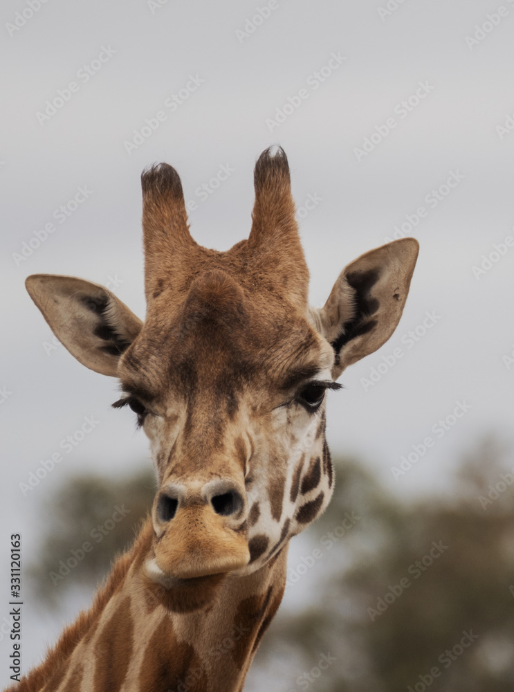 Fototapeta premium Giraffe close up
