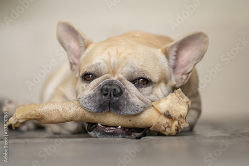 Fototapeta Naklejka Na Ścianę i Meble -  Cute french bulldog lying on ground with rawhide in his mouth. 