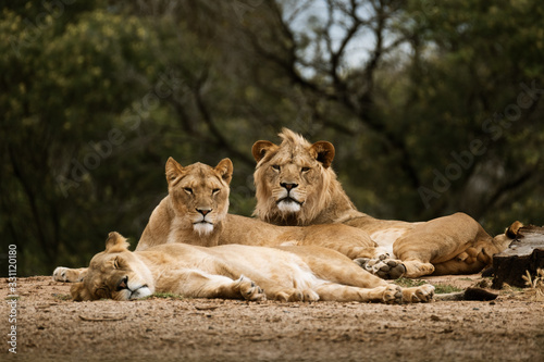 three lions at Werribee Open Range Zoo