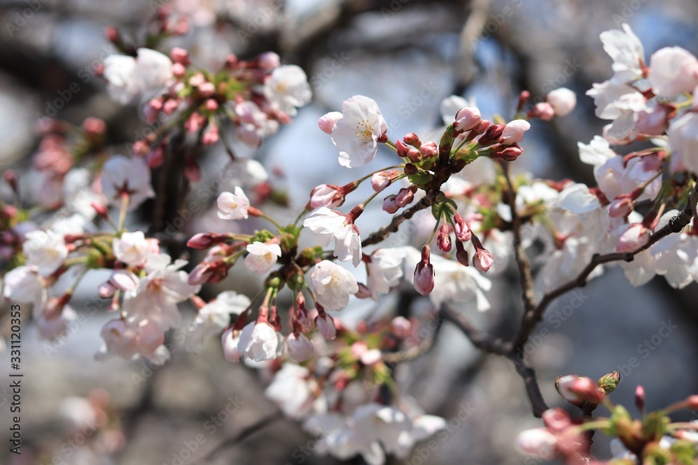 桜 サクラ さくら 桜 サクラ さくら