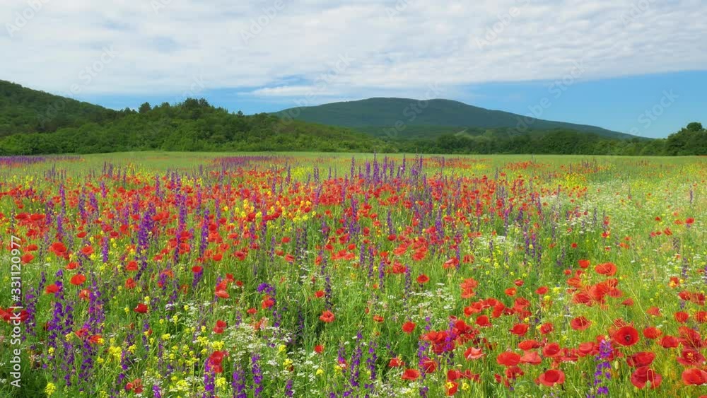 Spring flowers in green meadow at day. Beautiful nature landscapes. Spring flowers in green meadow at day. Beautiful nature landscapes.