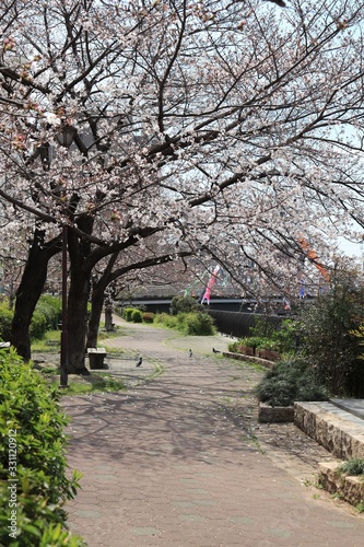 桜 サクラ さくら