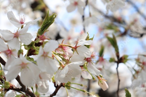 桜　サクラ　さくら