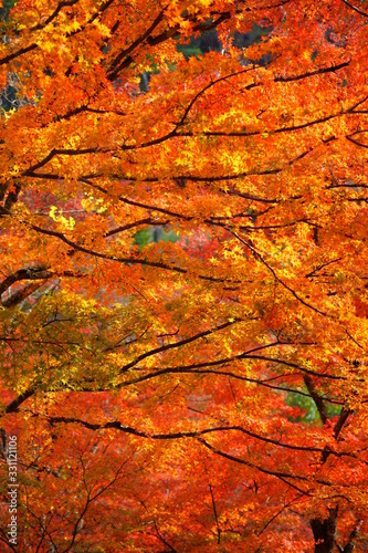 紅葉の木々