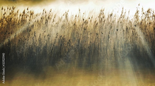 Landscape with morning fog over wetland and reed grass