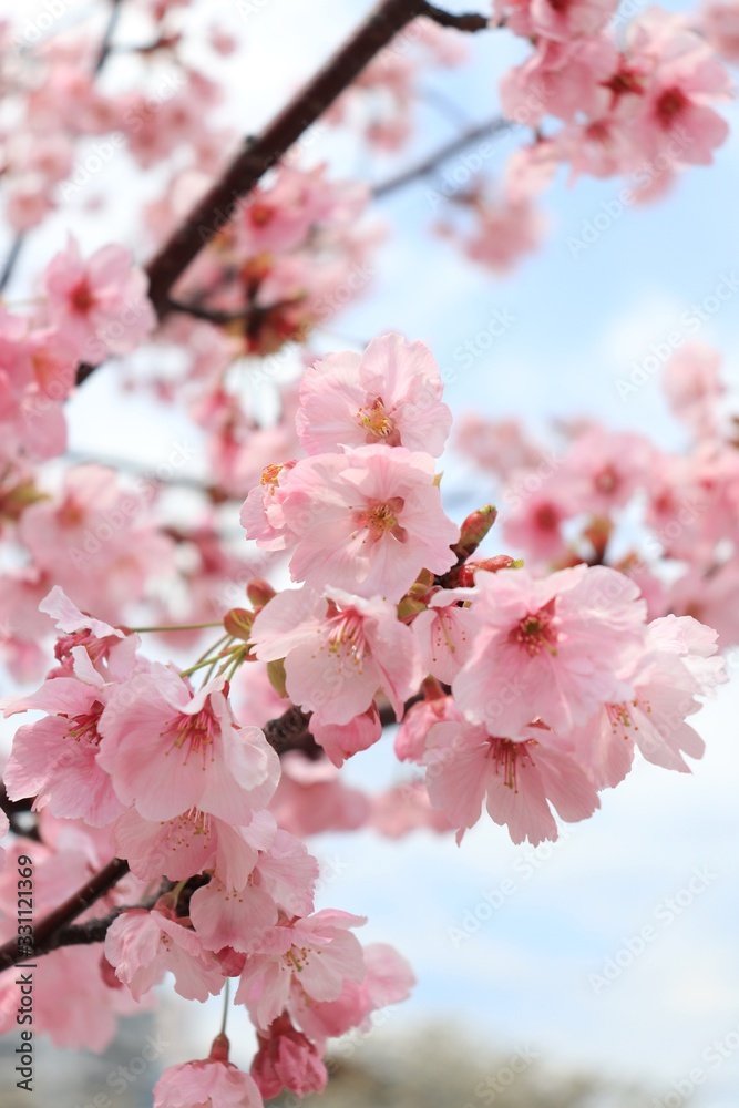 桜 サクラ さくら 桜 サクラ さくら