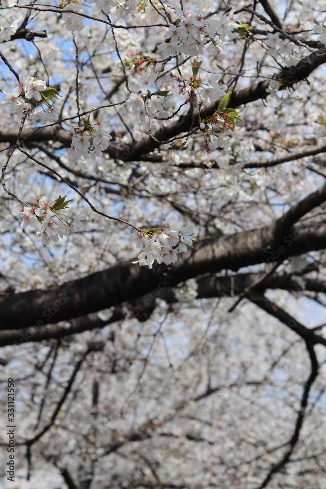 桜 サクラ さくら 桜 サクラ さくら