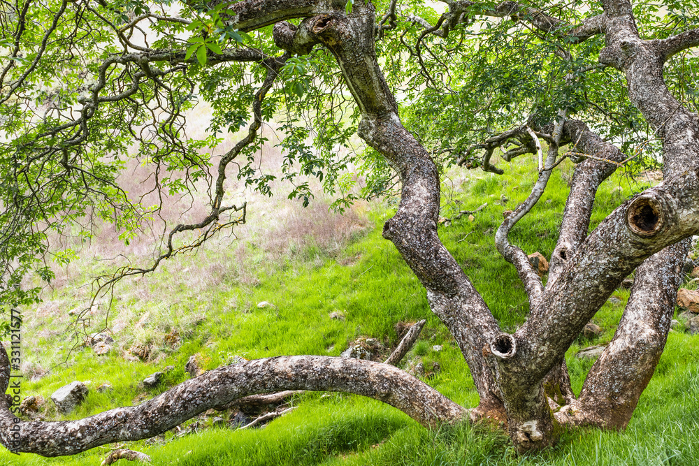 Obraz premium California buckeye (Aesculus californica) tree with twisted branches growing on the hills of Calero County Park, South San Francisco bay area, California