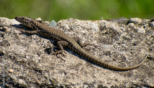 the lizard sits on a rock and warms up in the sun in the first days of spring