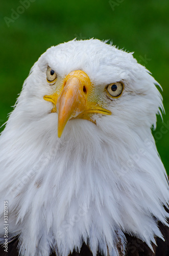 Bald Eagle Tilts Head