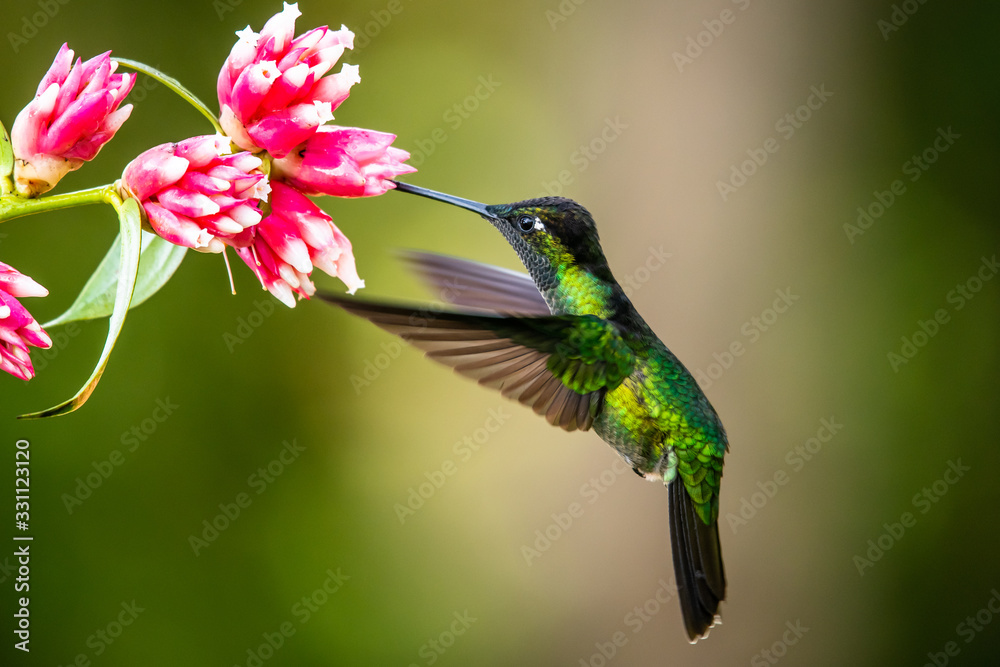 Fototapeta premium Blue hummingbird Violet Sabrewing flying next to beautiful red flower. Tinny bird fly in jungle. Wildlife in tropic Costa Rica. Two bird sucking nectar from bloom in the forest. Bird behaviour