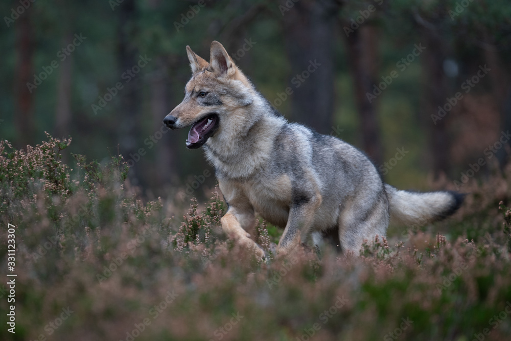 Lone wolf running in autumn forest Czech Republic Lone wolf running in autumn forest Czech Republic