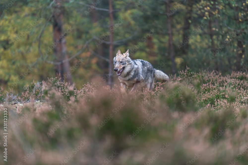 Fototapeta premium Lone wolf running in autumn forest Czech Republic