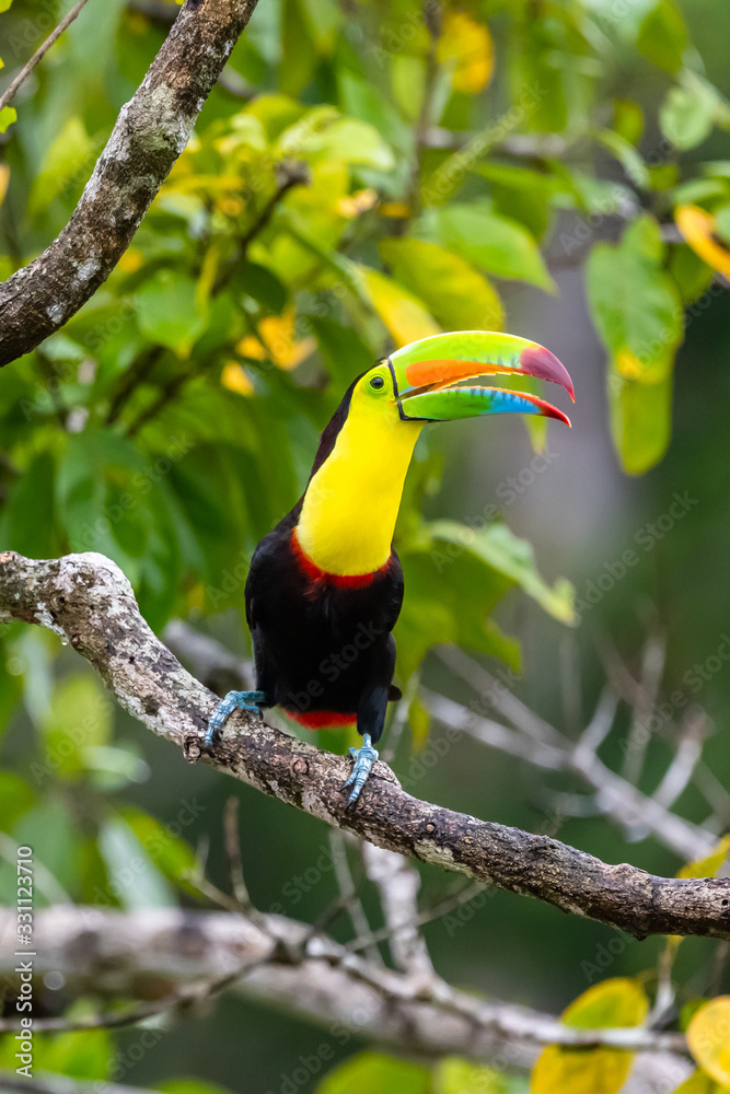 Fototapeta premium Ramphastos sulfuratus, Keel-billed toucan The bird is perched on the branch in nice wildlife natural environment of Costa Rica