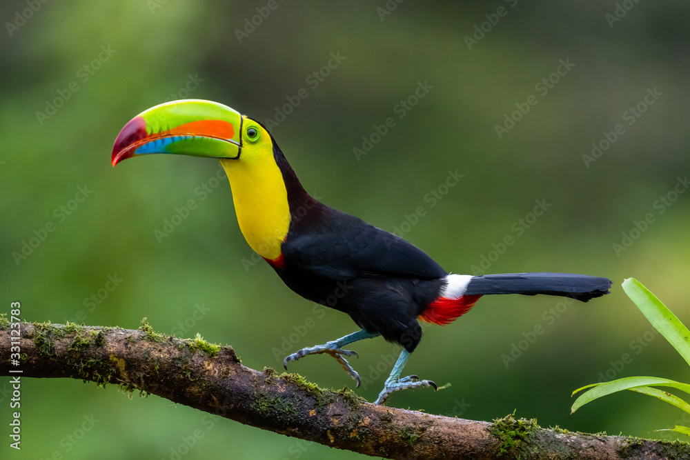 Fototapeta premium Ramphastos sulfuratus, tukan kilokształtny Ptak siedzi na gałęzi w pięknym naturalnym środowisku Kostaryki