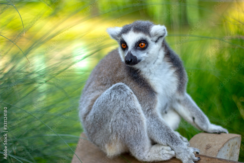 Beautiful Ring-Tailed Lemur enjoys sunset while sitting on park bench Beautiful Ring-Tailed Lemur enjoys sunset while sitting on park bench