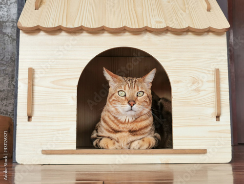 isolated brown cat sitting in beautiful wooden cat house and he looking to camera
