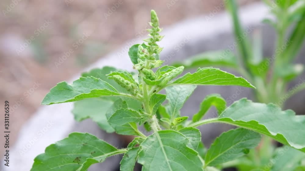 The Holy Basil flower in the garden The Holy Basil flower in the garden