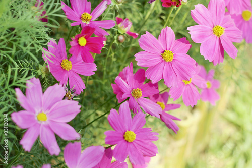 Beautiful cosmos flower blooming in the garden with blurred background.