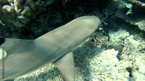 young black tip shark approaching snorkeler photo